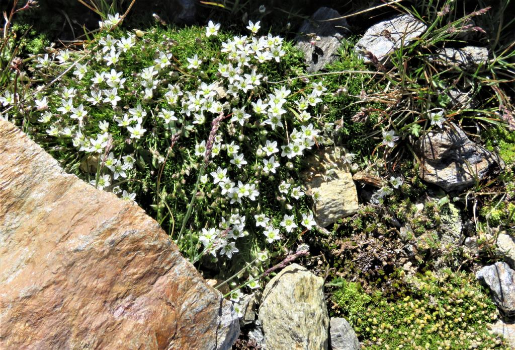 Caryophyllaceae:  Sabulina verna