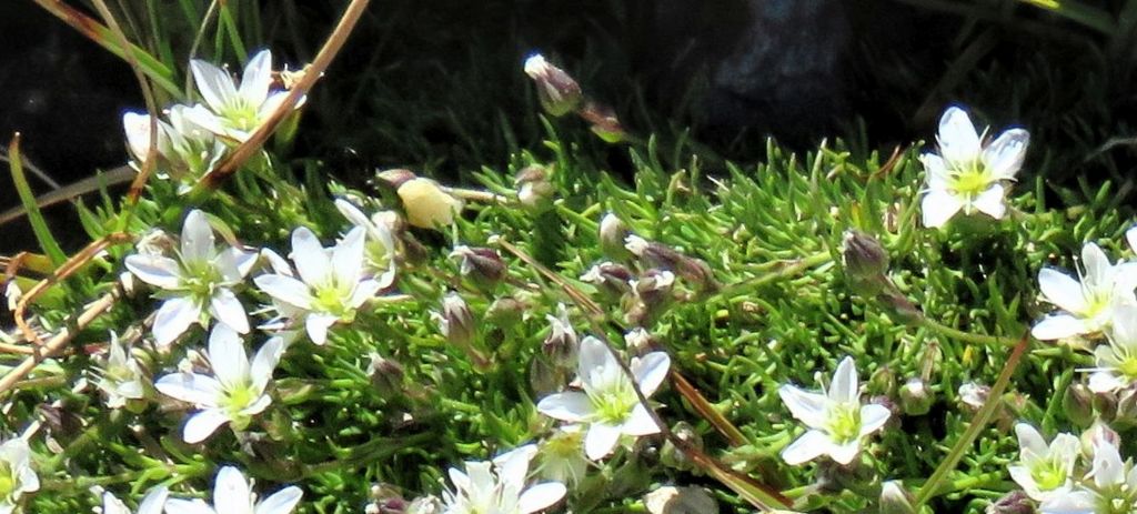 Caryophyllaceae:  Sabulina verna