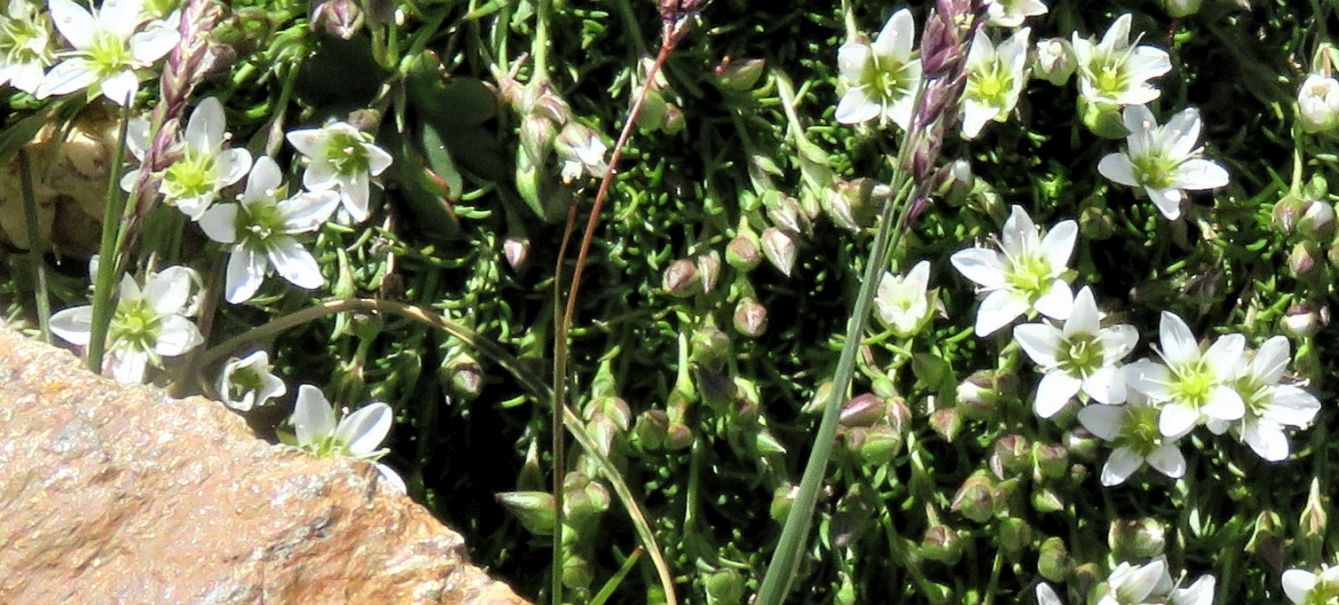 Caryophyllaceae:  Sabulina verna