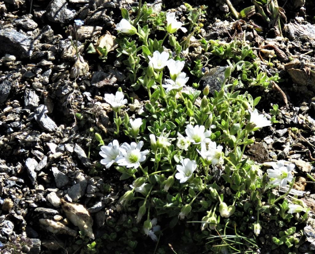 Caryophyllaceae:  Cerastium  uniflorum