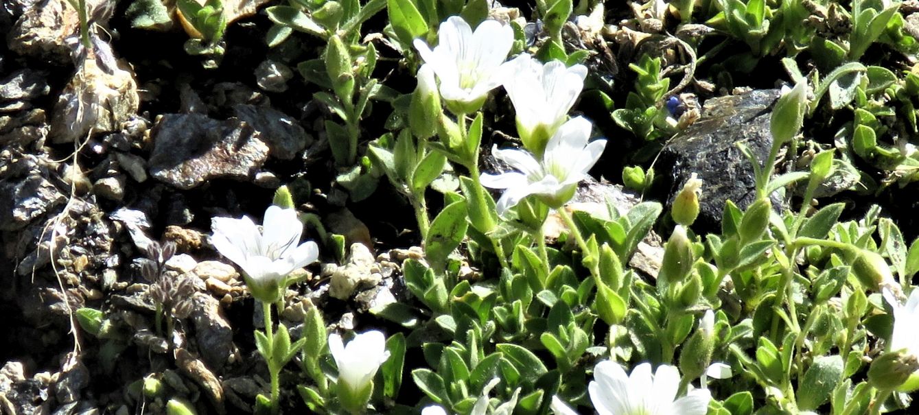 Caryophyllaceae:  Cerastium  uniflorum