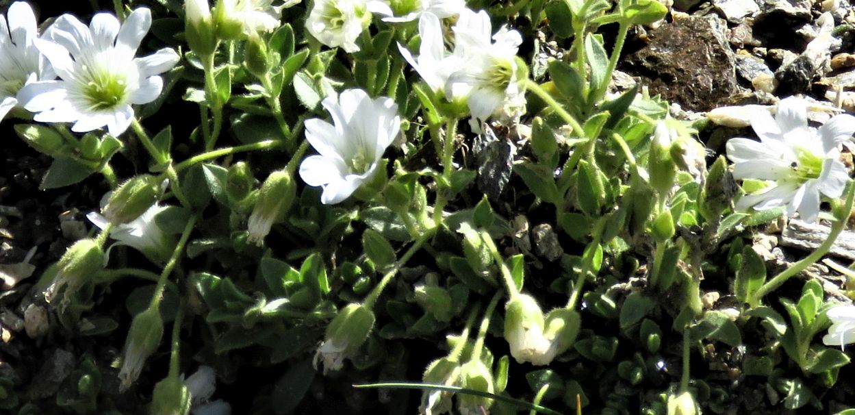 Caryophyllaceae:  Cerastium  uniflorum