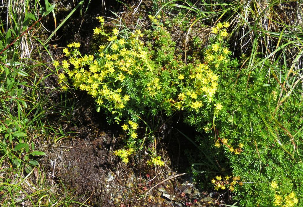 Saxifragaceae: Saxifraga aizoides