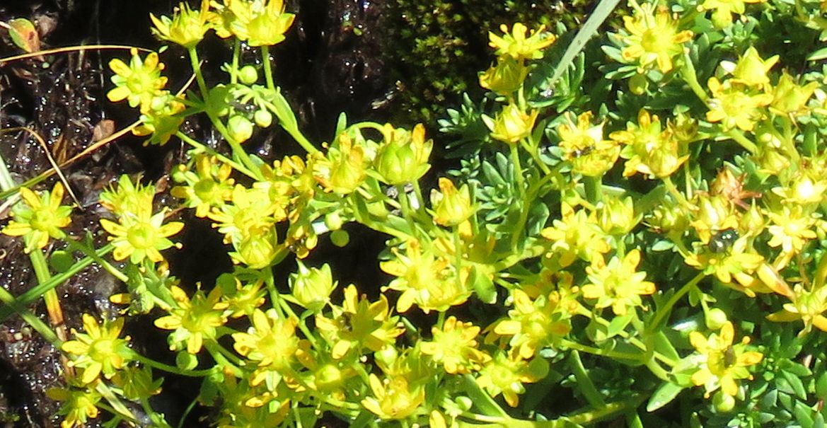 Saxifragaceae: Saxifraga aizoides