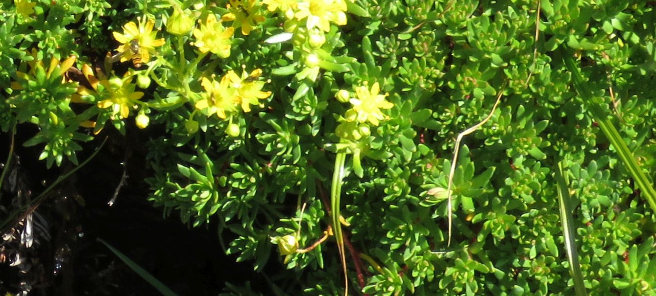 Saxifragaceae: Saxifraga aizoides