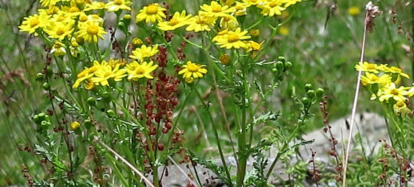Jacobaea vulgaris o Senecio rupestris ?(Asteraceae)