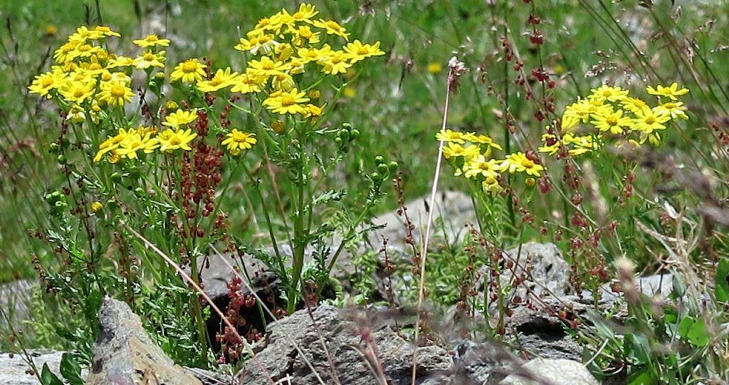 Jacobaea vulgaris o Senecio rupestris ?(Asteraceae)