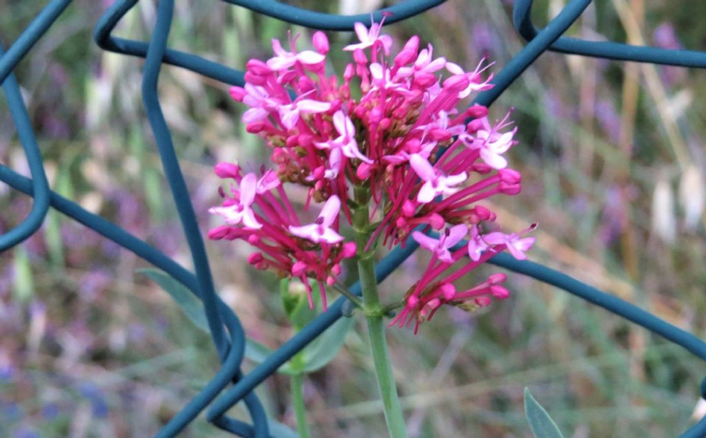 Centranthus ruber / Valeriana rossa  (Caprifoliaceae)