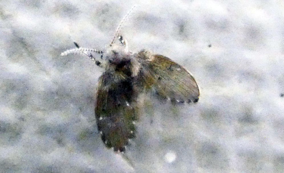 Clogmia albipunctata (Psychodidae).