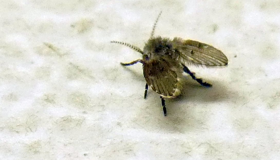 Clogmia albipunctata (Psychodidae).