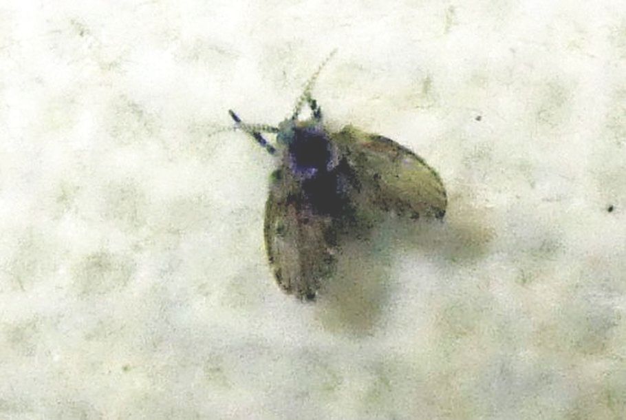 Clogmia albipunctata (Psychodidae).