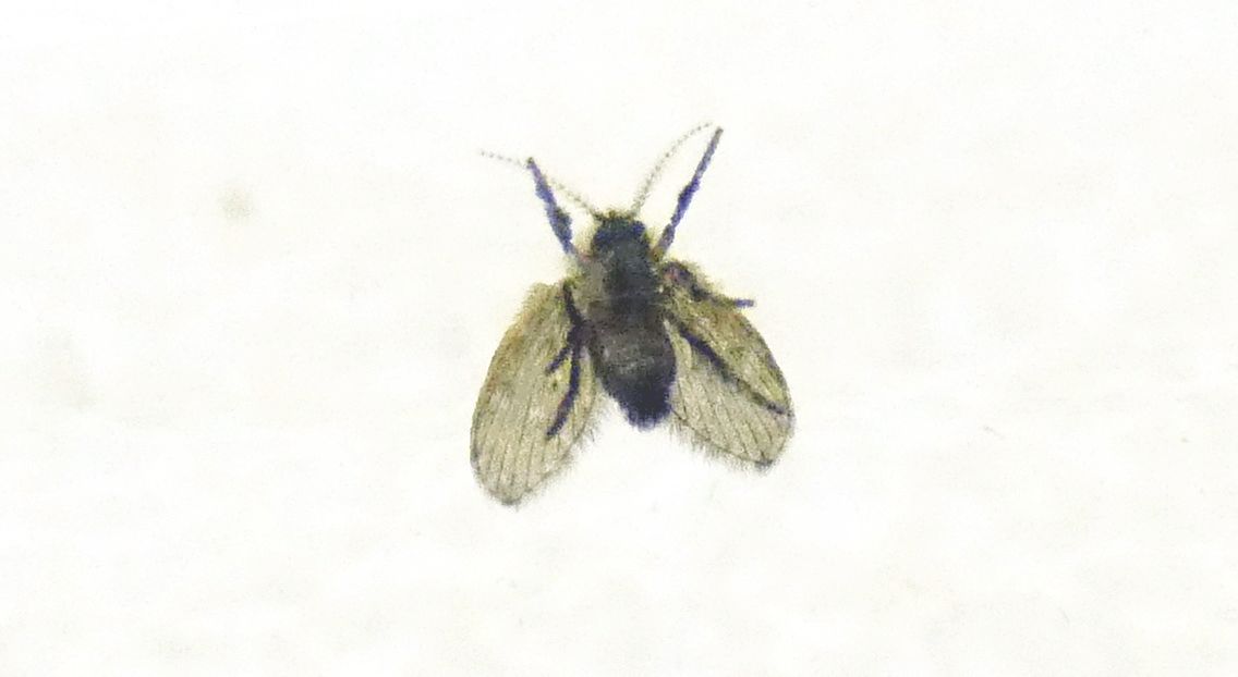 Clogmia albipunctata (Psychodidae).