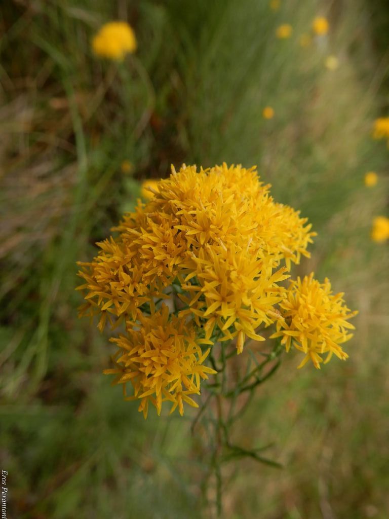 Galatella linosyris  / Astro spillo d''oro