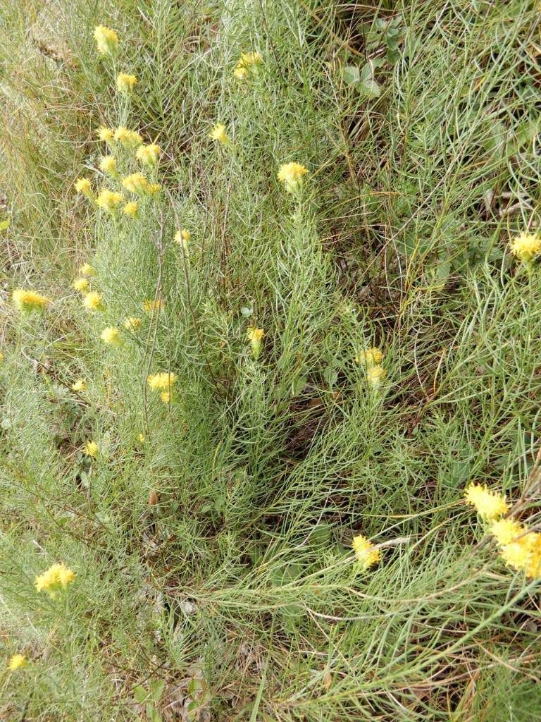 Galatella linosyris  / Astro spillo d''oro