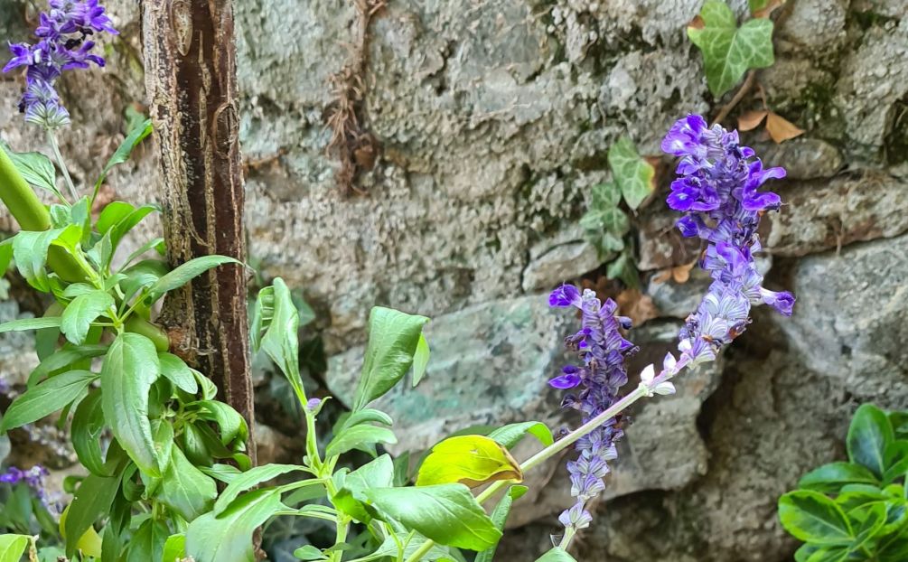 Salvia farinacea (Lamiaceae)