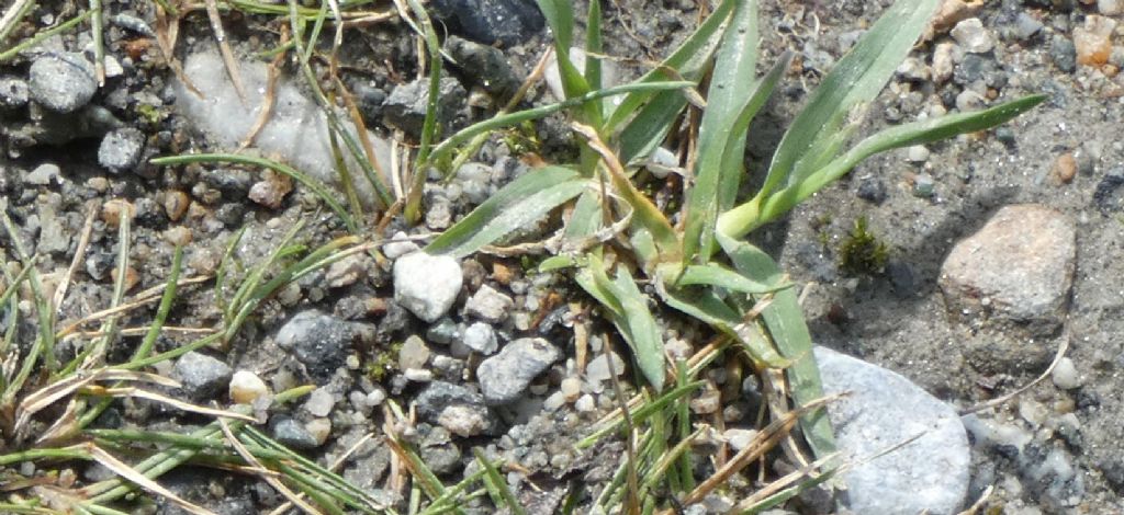 Poa alpina  (solo foglie basali)