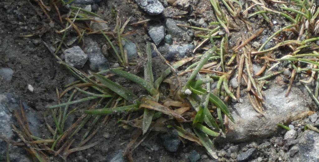 Poa alpina  (solo foglie basali)