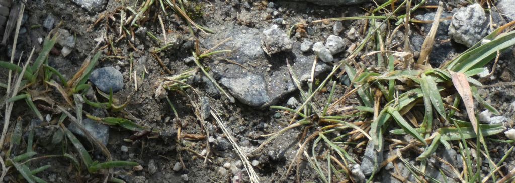 Poa alpina  (solo foglie basali)