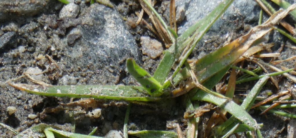 Poa alpina  (solo foglie basali)