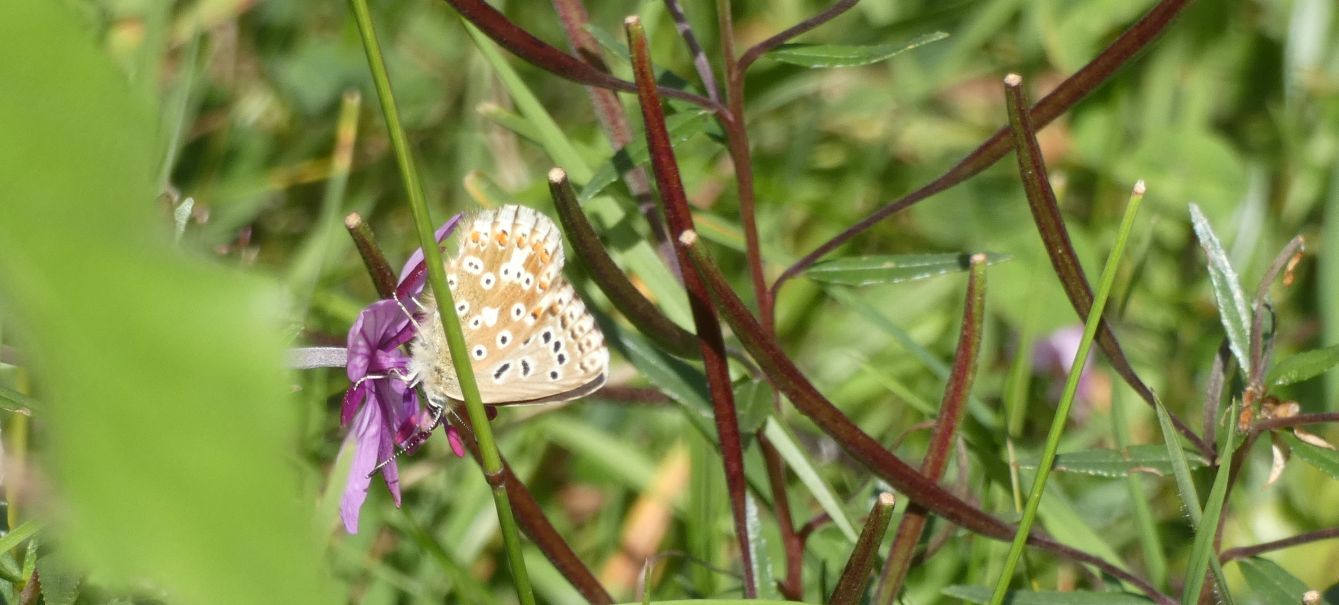 Lycaenidae: Polyommatus coridon