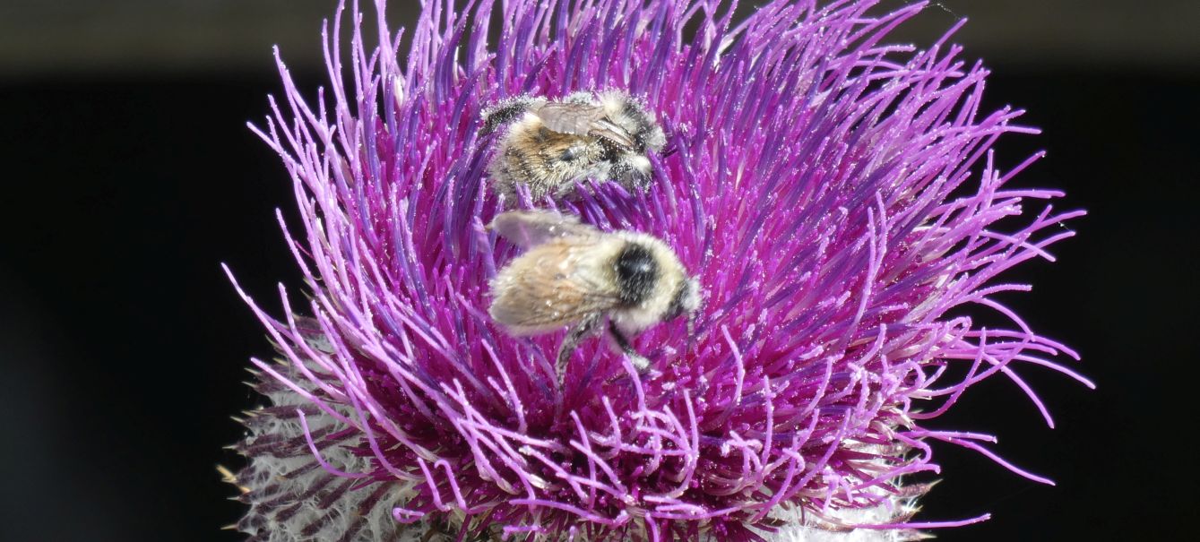 Apidae: Bombus cfr. sylvarum