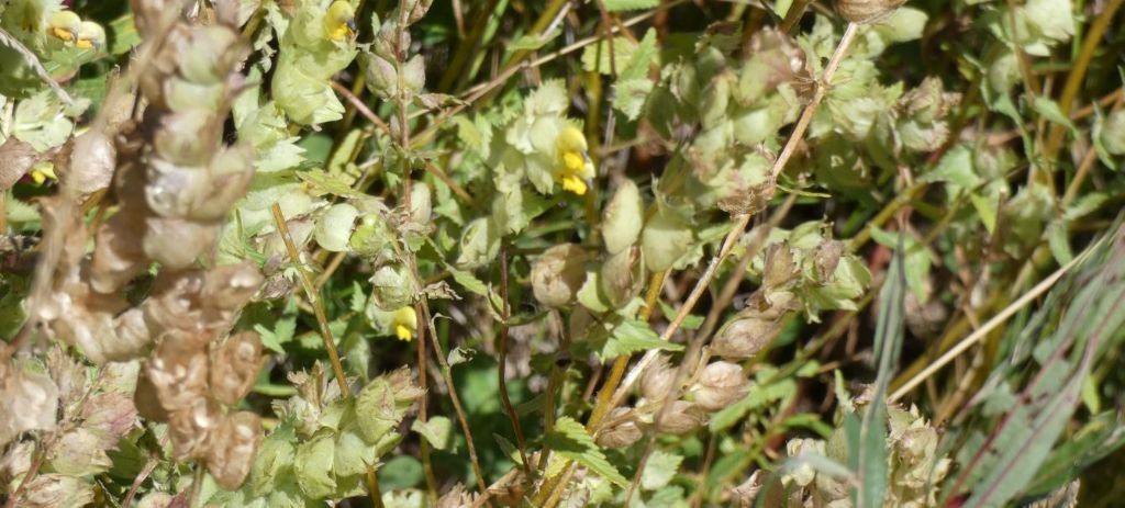 Orobanchaceae: Rhinanthus alectorolophus?   Rhinanthus gr. alectorolophus