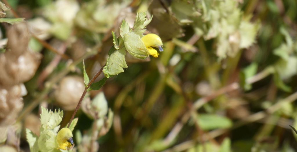 Orobanchaceae: Rhinanthus alectorolophus?   Rhinanthus gr. alectorolophus