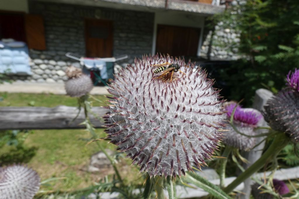 Polistes biglumis, maschio