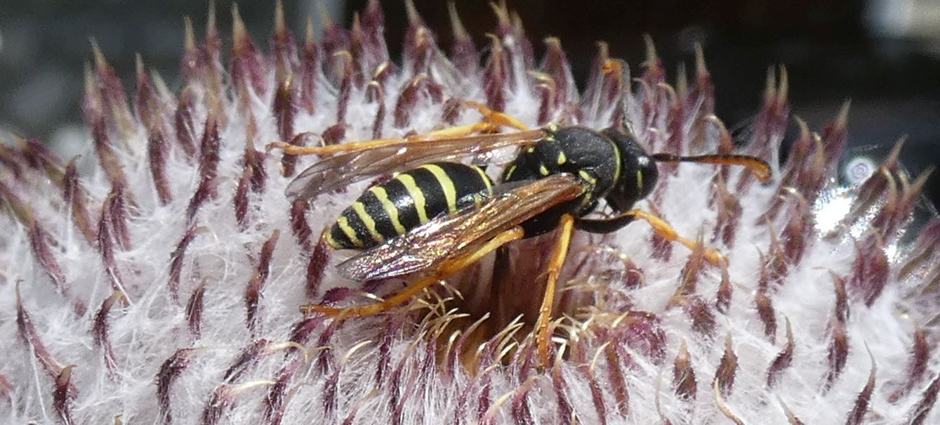 Polistes biglumis, maschio