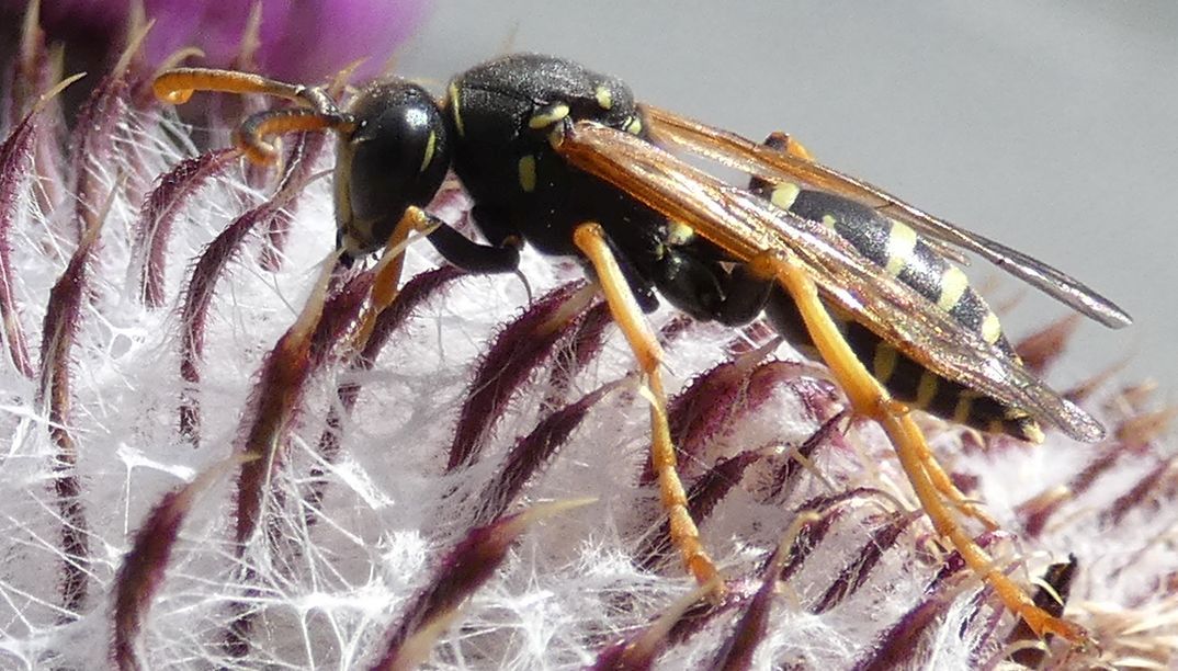 Polistes biglumis, maschio