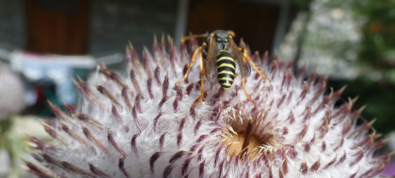 Polistes biglumis, maschio