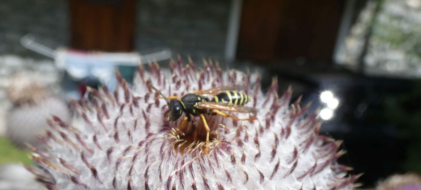 Polistes biglumis, maschio