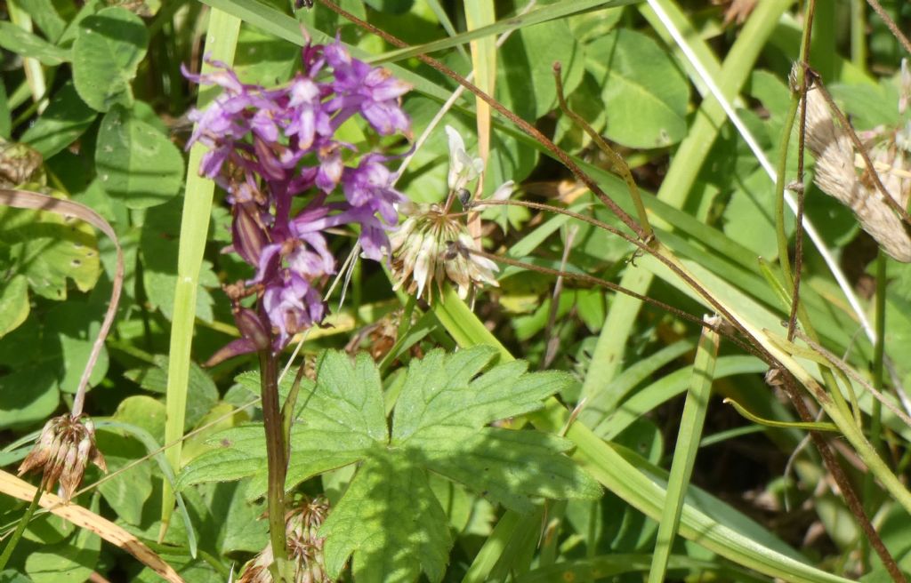 Dactylorhiza maculata subsp. fuchsii