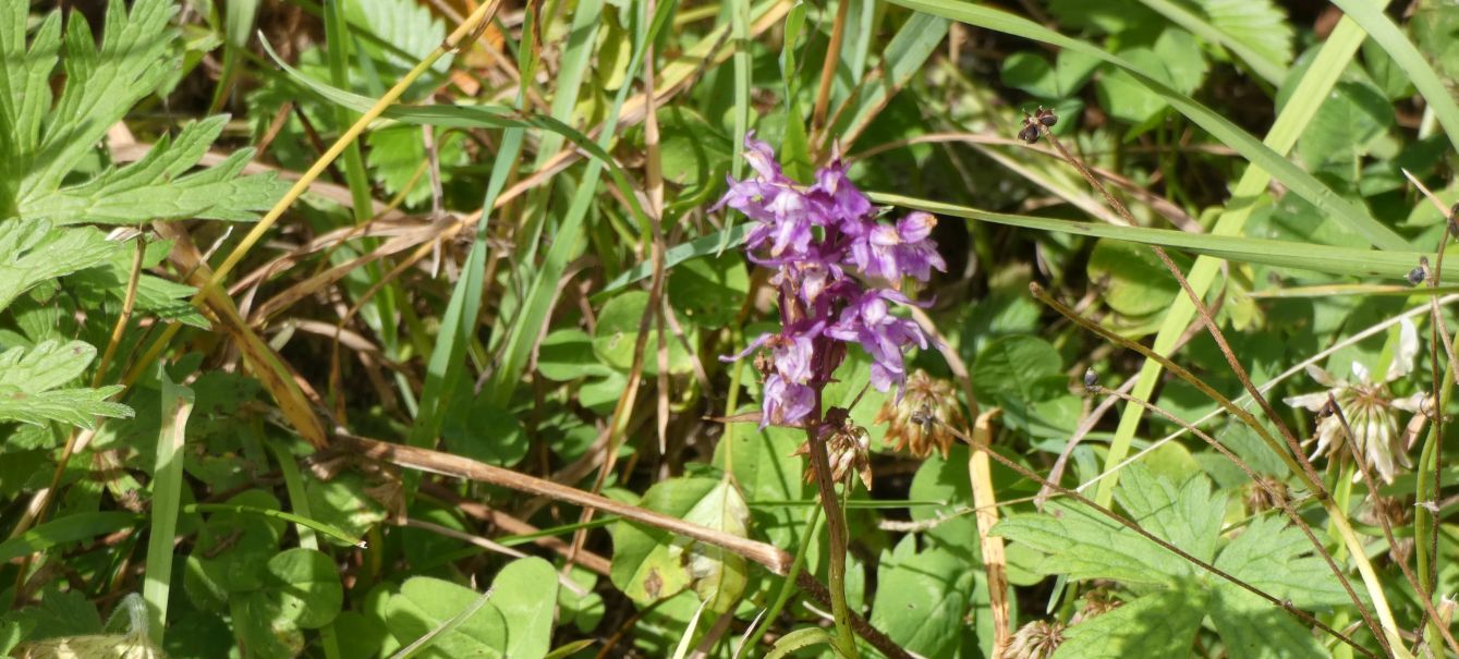 Dactylorhiza maculata subsp. fuchsii