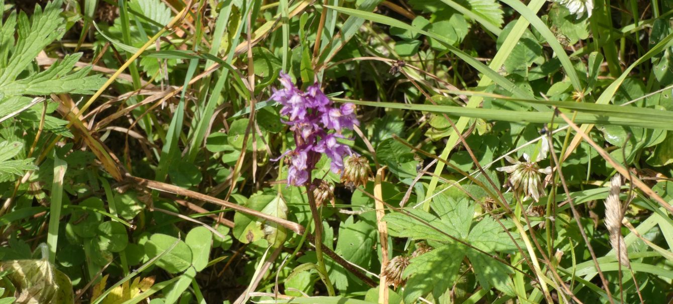 Dactylorhiza maculata subsp. fuchsii