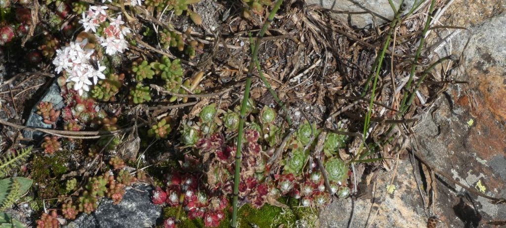 Quale Sempervivum?  Sempervivum arachnoideum