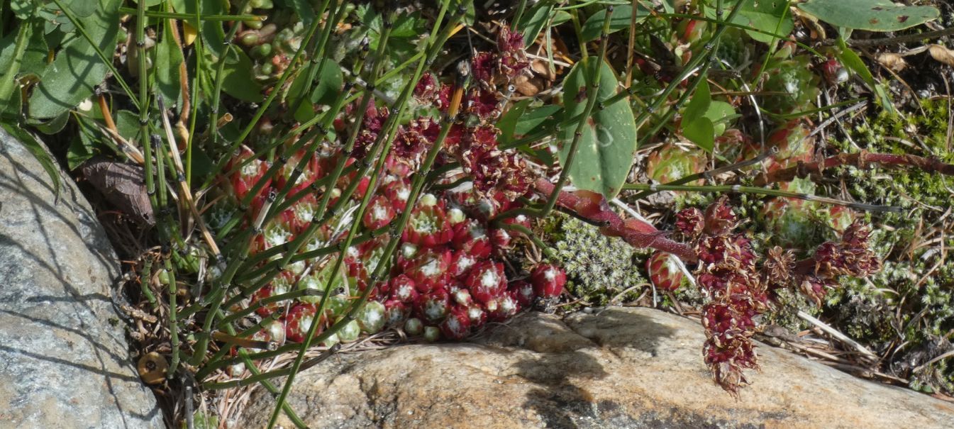 Quale Sempervivum?  Sempervivum arachnoideum