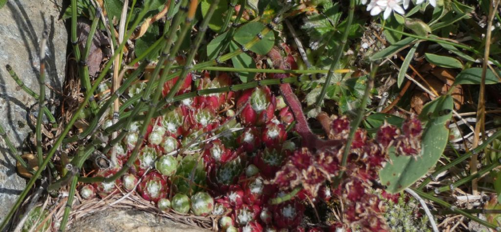 Quale Sempervivum?  Sempervivum arachnoideum