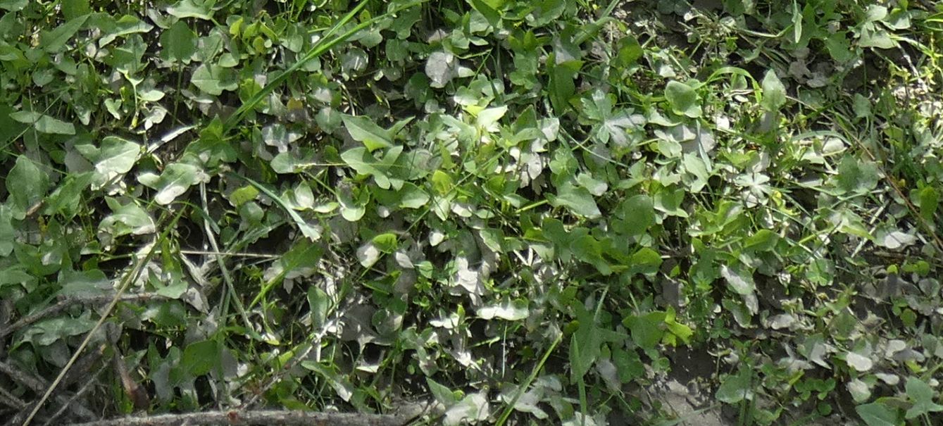 Rumex scutatus (Polygonaceae)