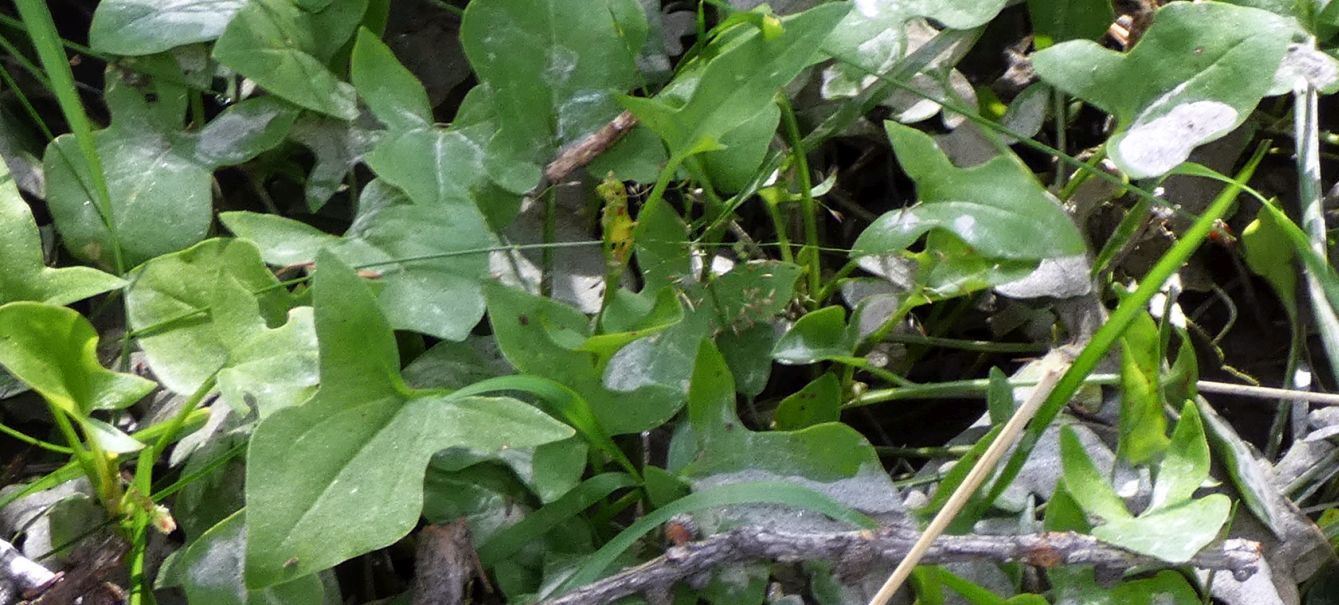 Rumex scutatus (Polygonaceae)