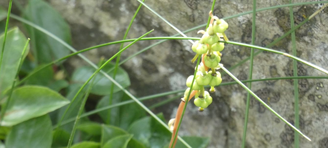 Frutti di ... Orthilia secunda (Ericaceae)