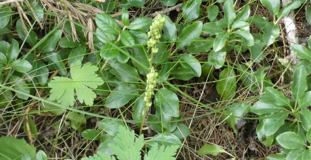 Frutti di ... Orthilia secunda (Ericaceae)