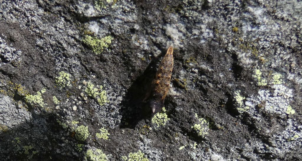 Cos''? Pupa di Nymphalidae sp.