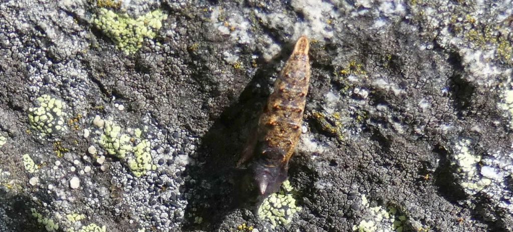 Cos''? Pupa di Nymphalidae sp.