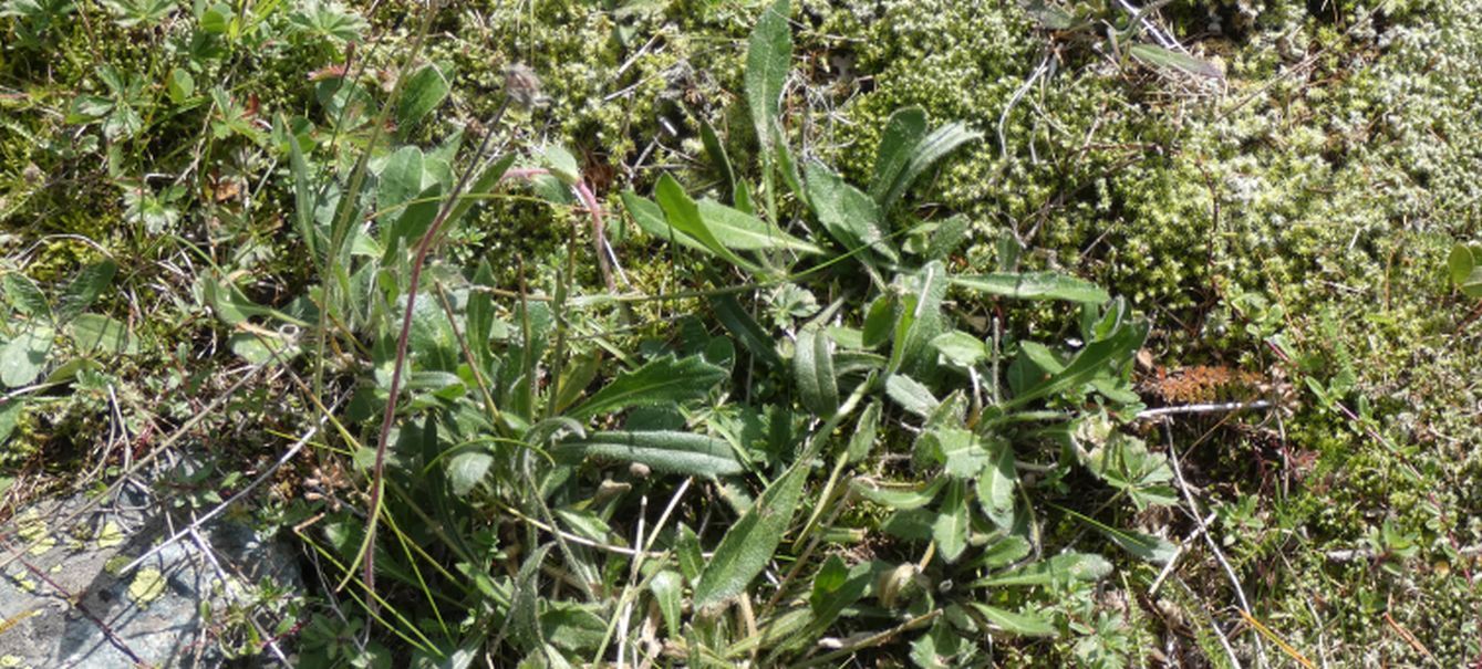 Asteraceae: Bellidiastrum michelii  (cfr.)