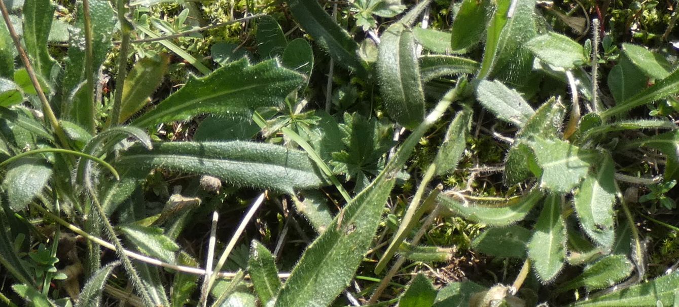 Asteraceae: Bellidiastrum michelii  (cfr.)