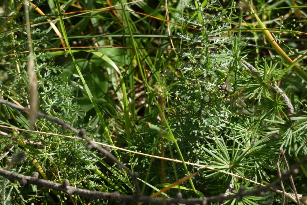 Foglie frastagliate:  cfr. Cfr. Achillea sp.