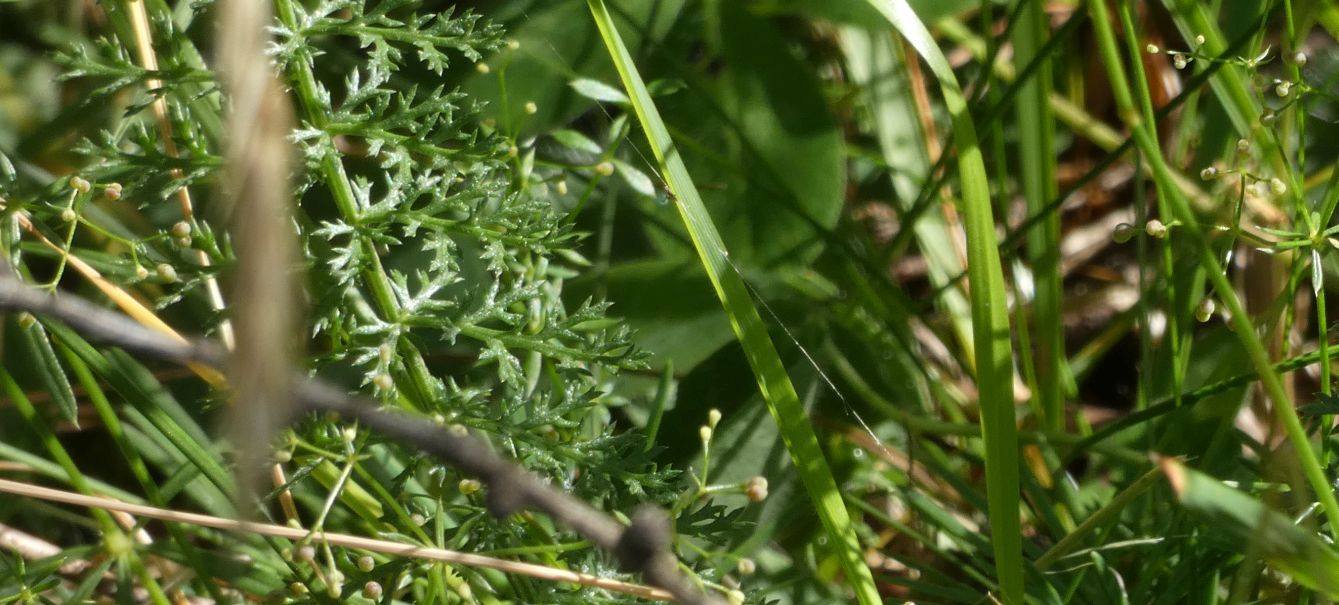 Foglie frastagliate:  cfr. Cfr. Achillea sp.