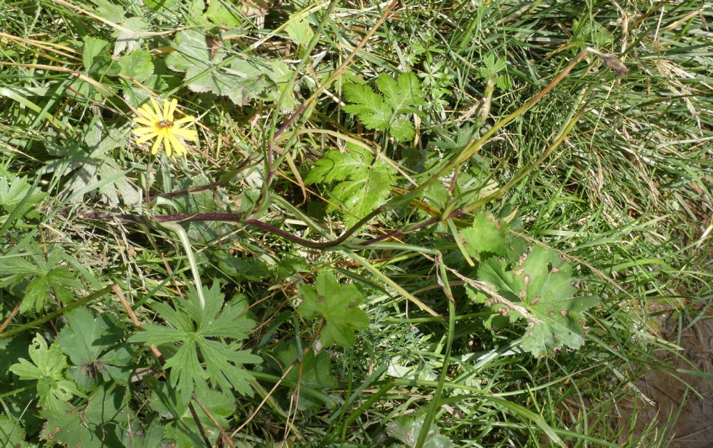 Asteraceae: Tragopogon sp.