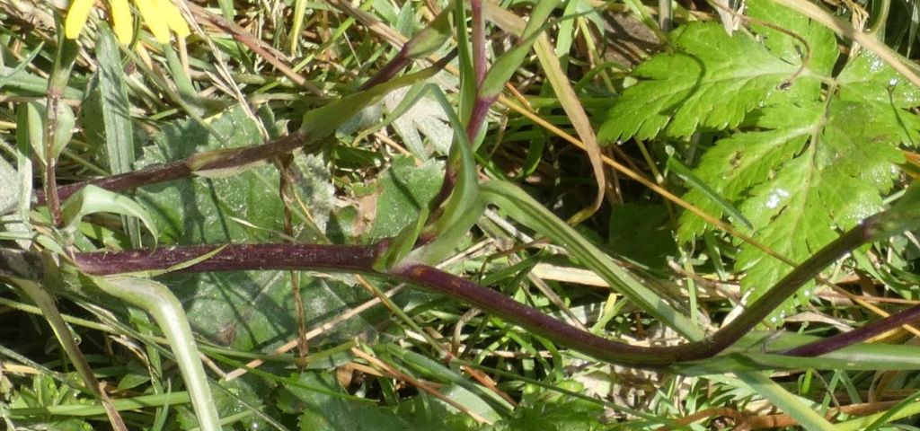 Asteraceae: Tragopogon sp.